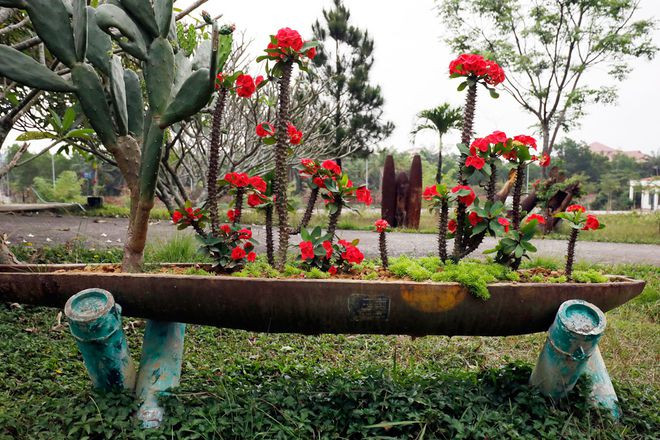 Hoa mọc lên từ vỏ bom - ẢNH: SƠN THUỶ