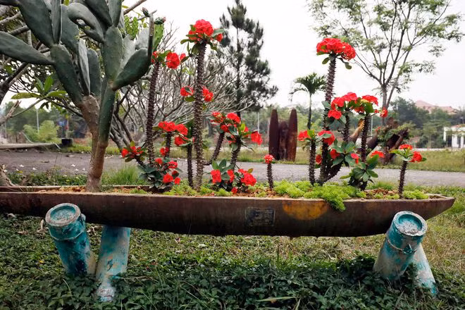 Hoa mọc lên từ vỏ bom - ẢNH: SƠN THUỶ