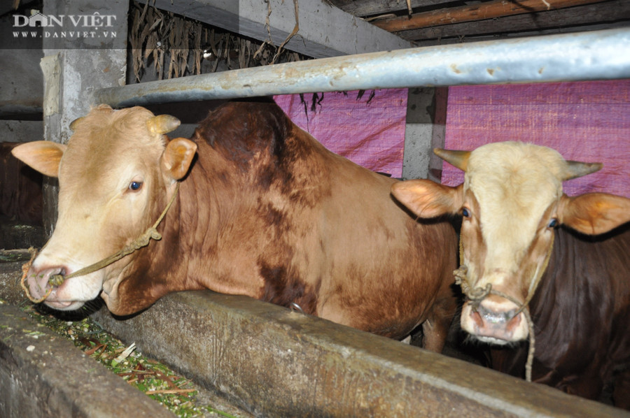 Sau ba tháng nuôi bò vỗ béo, anh Hồng có lãi từ 5 đến trên dưới 15 triệu đồng/con, tùy loại.