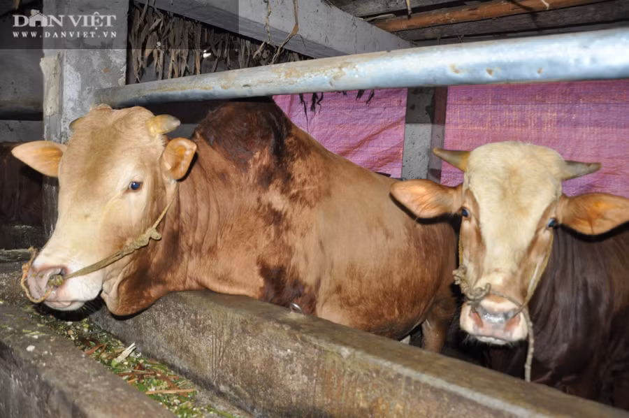 Sau ba tháng nuôi bò vỗ béo, anh Hồng có lãi từ 5 đến trên dưới 15 triệu đồng/con, tùy loại.