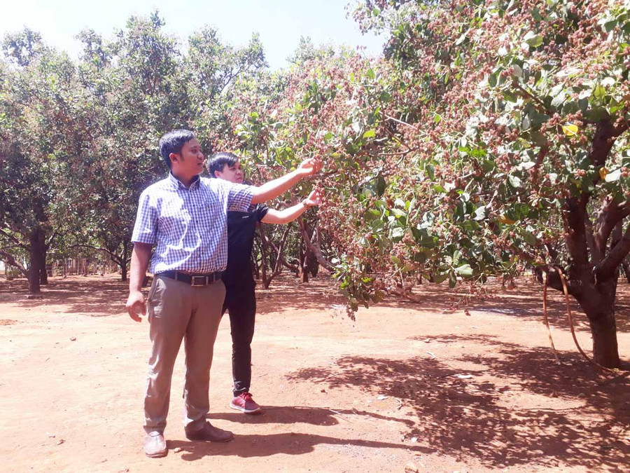 Cây điều ít đậu quả dù rất nhiều hoa. Ảnh: Hoành Sơn Cây điều ít đậu quả dù rất nhiều hoa. Ảnh: Hoành Sơn