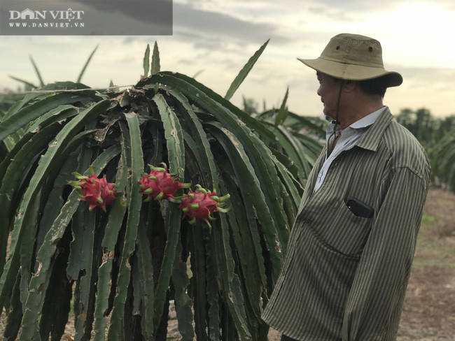  PV không khỏi bất ngờ trước khối “tài sản” kếch sù mà nông dân tỷ phú Hùng Dũng đã làm nên. Đó chính là những vườn cây trái trĩu quả, những khu vườn rộng mênh mông. Chỉ cần hỏi một người ven đường cũng được chỉ tận tình đến vườn của gia đình ông Hùng Dũng...Trang trại nuôi bò và trồng cây ăn trái, trồng mía của ông Hùng Dũng ở xã Trung Hoà, huyện Trảng Bom (tỉnh Đồng Nai).