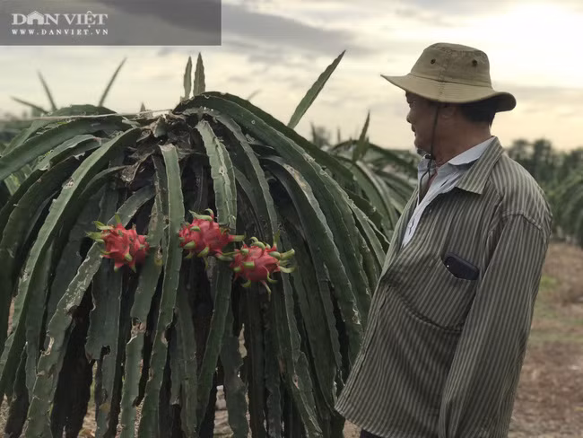  PV không khỏi bất ngờ trước khối “tài sản” kếch sù mà nông dân tỷ phú Hùng Dũng đã làm nên. Đó chính là những vườn cây trái trĩu quả, những khu vườn rộng mênh mông. Chỉ cần hỏi một người ven đường cũng được chỉ tận tình đến vườn của gia đình ông Hùng Dũng...Trang trại nuôi bò và trồng cây ăn trái, trồng mía của ông Hùng Dũng ở xã Trung Hoà, huyện Trảng Bom (tỉnh Đồng Nai).