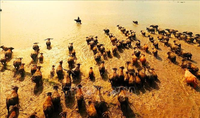 Mùa len trâu là bức tranh đồng quê tuyệt đẹp mùa nước nổi. Mùa len trâu là bức tranh đồng quê tuyệt đẹp mùa nước nổi.