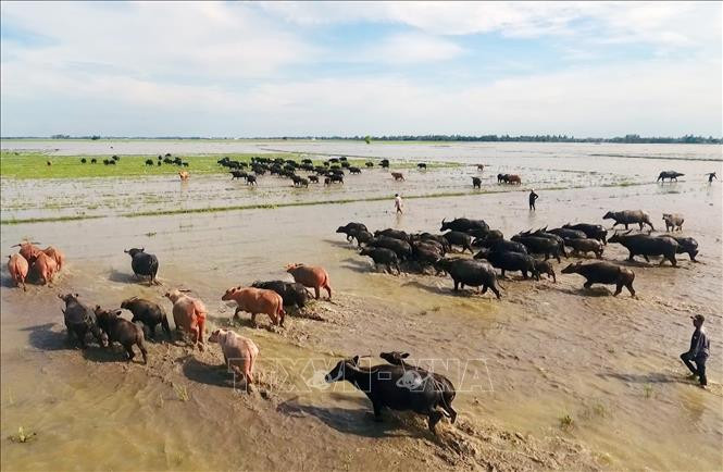 Đàn trâu hàng trăm con băng đồng mùa nước nổi ở huyện Tân Hồng, tỉnh Đồng Tháp để tìm thức ăn. Đàn trâu hàng trăm con băng đồng mùa nước nổi ở huyện Tân Hồng, tỉnh Đồng Tháp để tìm thức ăn.