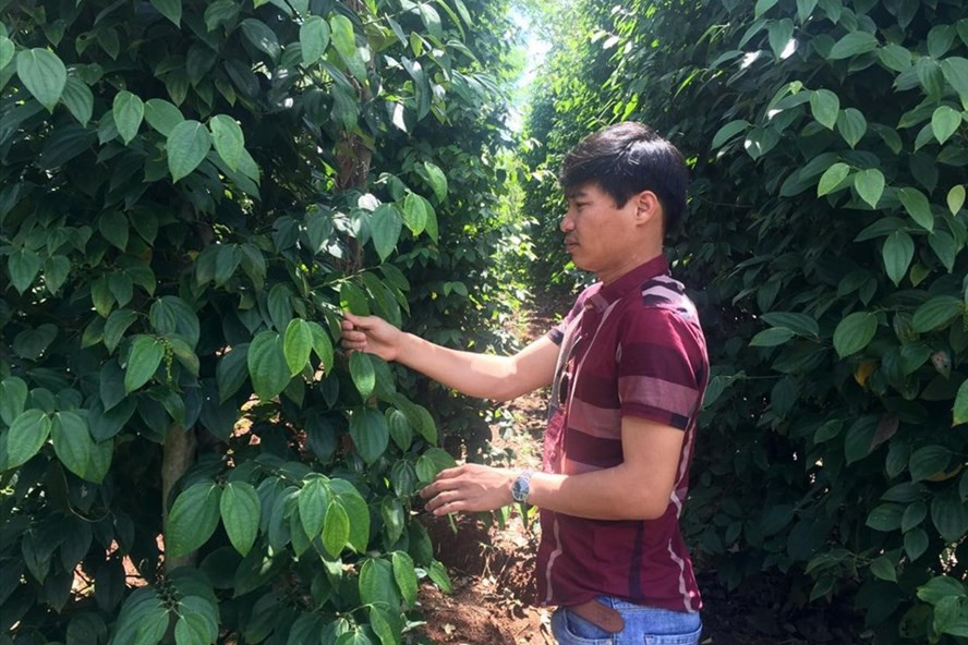 Một vườn hồ tiêu ở huyện Chư Sê (tỉnh Gia Lai). Ảnh: Thanh Tuấn