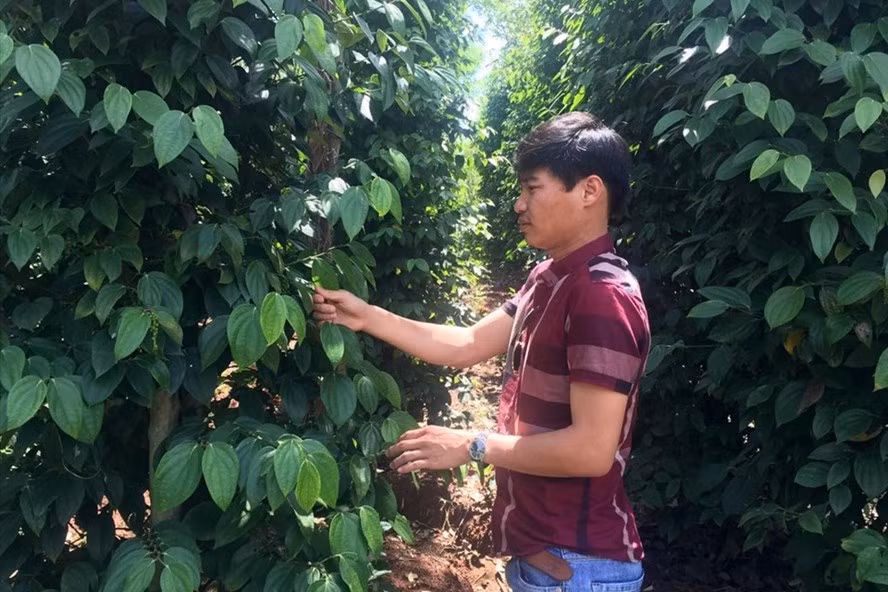 Một vườn hồ tiêu ở huyện Chư Sê (tỉnh Gia Lai). Ảnh: Thanh Tuấn