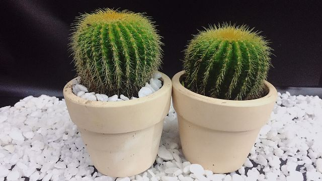 Xương rồng có khả năng chống nồm tốt. Ảnh: GG