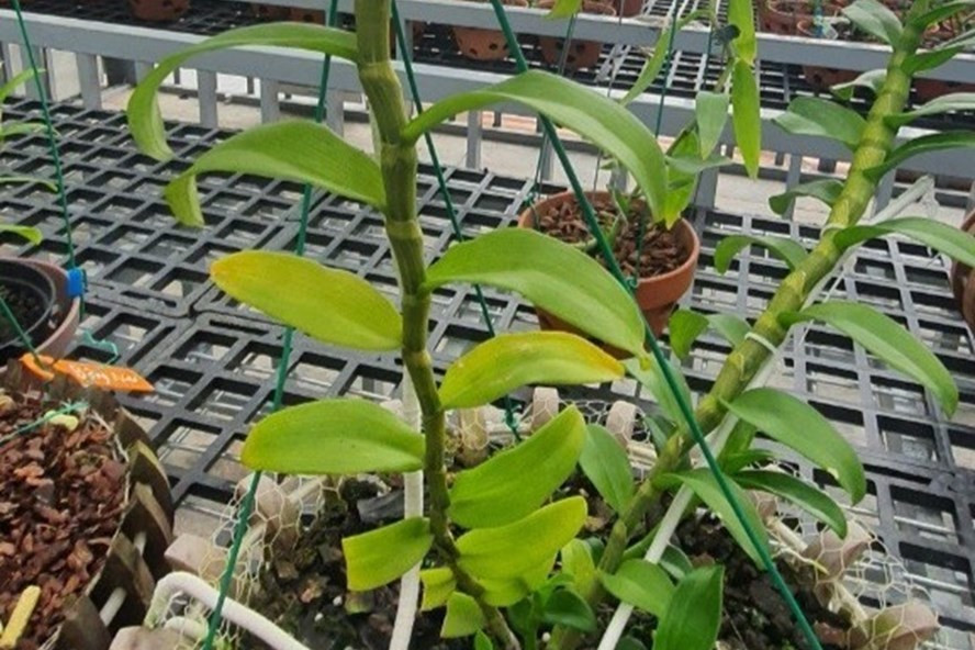 Lan đột biến trong vườn lan Đất Mỏ ở Quảng Ninh. Ảnh: CTV