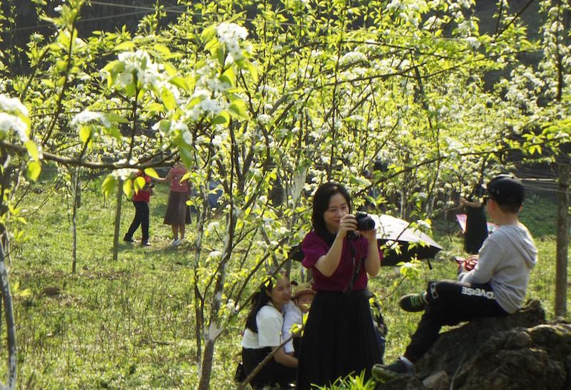  Rất đông du khách nữ lên Bắc Hà chiêm ngưỡng hoa lê trắng.