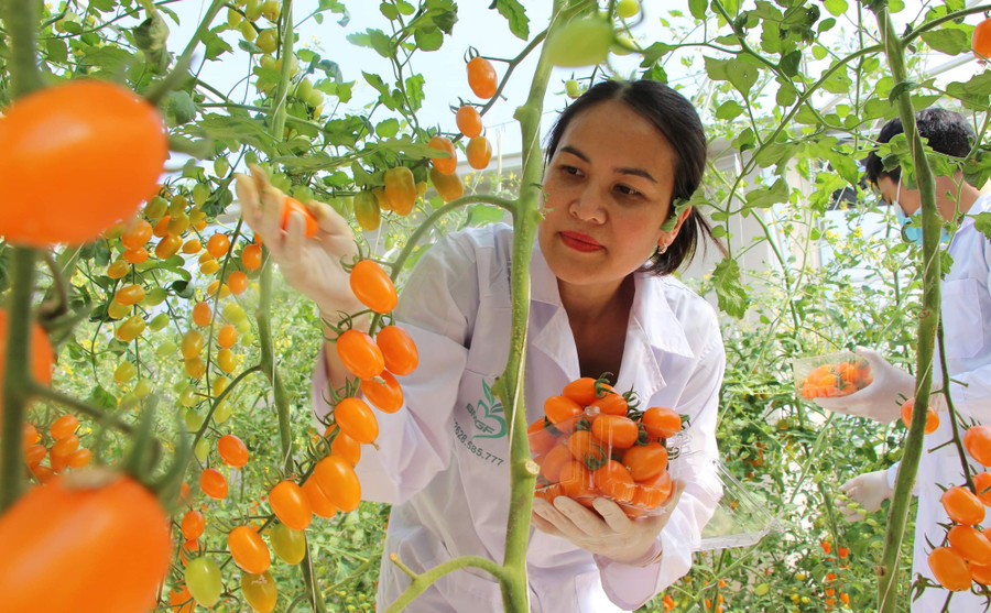 Với chị Hải, việc chăm sóc vườn cà chua Nova của mình là lúc được thư giãn, thiền định. Vườn cà chua Nova của chị Hải ở phường phường Thành Nhất, TP Buôn Ma Thuột, tỉnh Đắk Lắk khiến nhiều người bất ngờ.