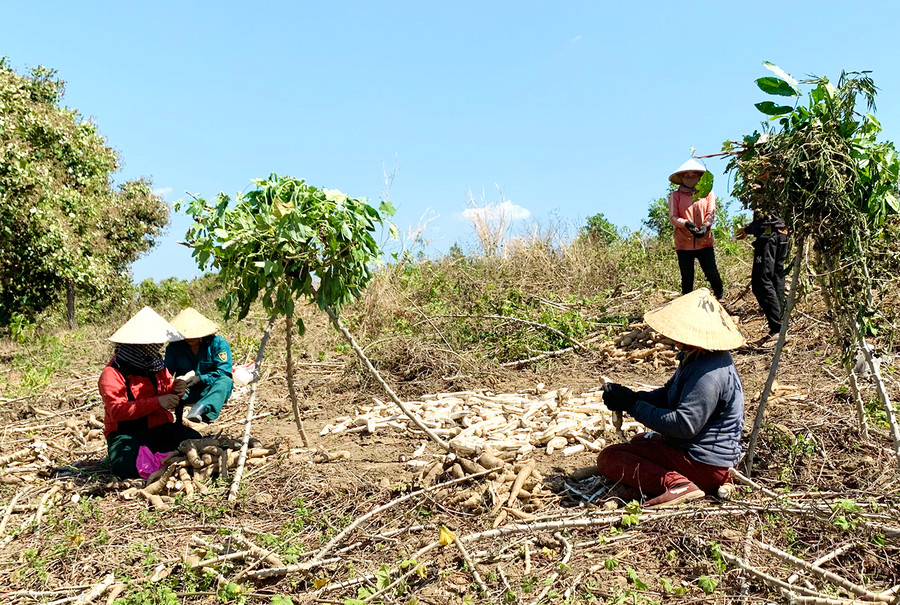 Người dân thu hoạch mì trên diện tích đất sắp bị thu hồi. Ảnh: Hà Duy