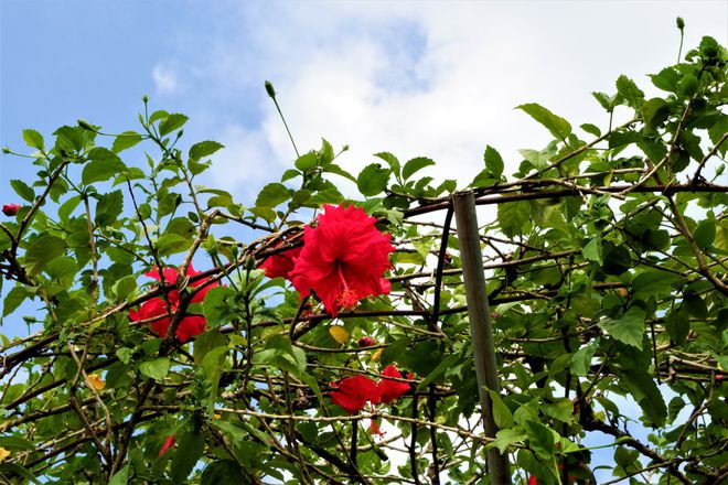  Hoa dâm bụt nở quanh năm nhưng rộ nhất vào các tháng mùa nắng, hoa có màu đỏ tươi rất thu hút. Theo quan niệm người Châu Á, hoa dâm bụt đỏ tượng trưng cho tình yêu và đam mê - Ảnh: Thanh Nhã