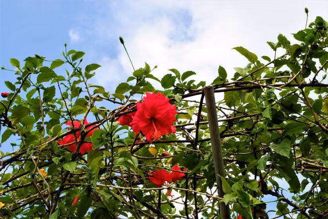  Hoa dâm bụt nở quanh năm nhưng rộ nhất vào các tháng mùa nắng, hoa có màu đỏ tươi rất thu hút. Theo quan niệm người Châu Á, hoa dâm bụt đỏ tượng trưng cho tình yêu và đam mê - Ảnh: Thanh Nhã