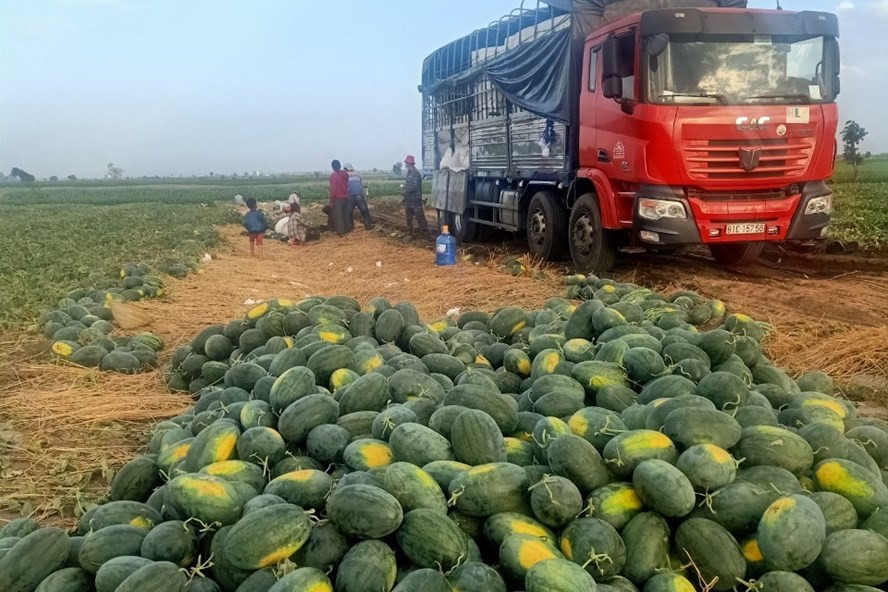 Xe tải thương lái đến thu mua tận ruộng dưa của người dân ở Gia Lai. Ảnh T.Tuấn Xe tải thương lái đến thu mua tận ruộng dưa của người dân ở Gia Lai. Ảnh T.Tuấn