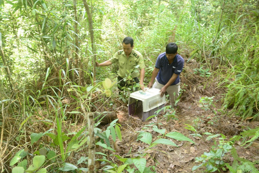  Sau khi chữa lành vết thương, các con thú đã được lực lượng kiểm lâm thả về rừng. Ảnh: Đức Hùng