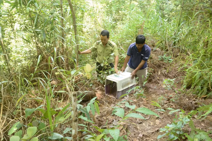  Sau khi chữa lành vết thương, các con thú đã được lực lượng kiểm lâm thả về rừng. Ảnh: Đức Hùng