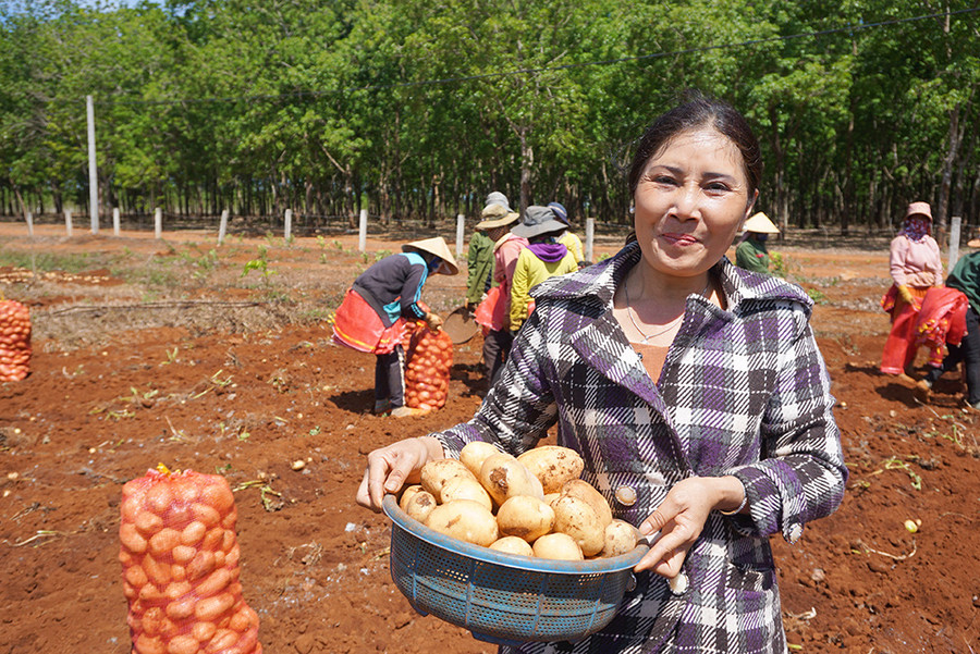  Chị Nguyễn Thị Kim Liên (thôn Đồng Tâm, xã Bờ Ngoong, huyện Chư Sê, tỉnh Gia Lai) phấn khởi, thu lời lớn sau vụ khoai tây được mùa, giá cao.