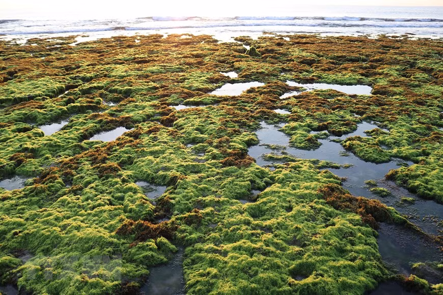 Bãi rong biển tạo lên khung cảnh tuyệt đẹp khi bình minh lên. (Ảnh: Nguyễn Thành/TTXVN)