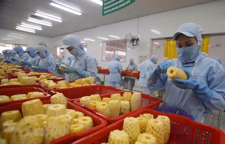 Chế biến sản phẩm dứa đóng hộp xuất khẩu tại nhà máy của Công ty CP Xuất nhập khẩu Nông sản thực phẩm An Giang (tỉnh An Giang). (Ảnh: Vũ Sinh/TTXVN)