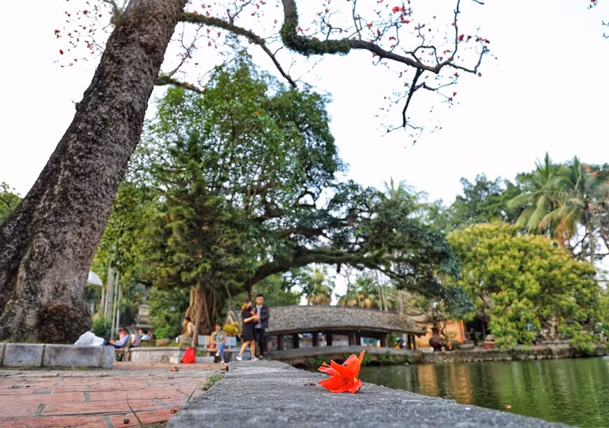 Nơi đây trở thành điểm đến ưa thích của giới trẻ mỗi độ hoa bung sắc. (Ảnh: Xuân Mai/Vietnam+)