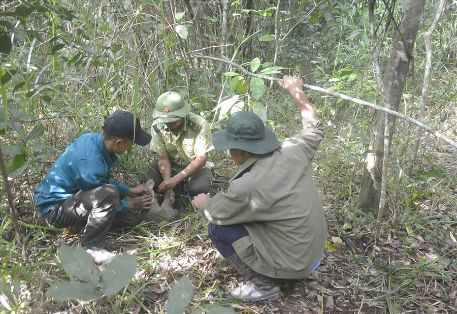 Qua trình tuần tra, lực lượng kiểm lâm đã kịp thời giải cứu những con thú bị mắc bẫy. Ảnh: Bảo Lâm