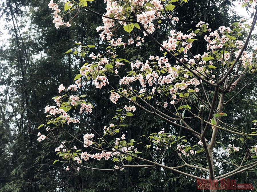 Cây hoa trẩu trơn ánh sắc hồng ở Lào Cai 