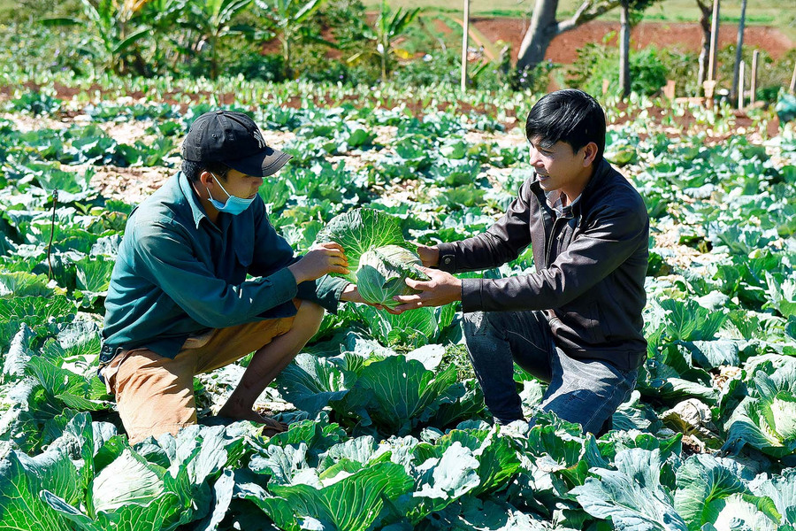 Anh Trần Công Thiện cho biết, Hiện, gia đình tôi có 5 sào trồng các loại rau theo mùa vụ như: bắp xú, cà chua, mướp đắng, su hào…Trung bình mỗi tháng, gia đình tôi cung ứng ra thị trường khoảng 1,5 tấn rau các loại, thu lãi trên 10 triệu đồng. Tôi hy vọng trong thời gian tới, sản phẩm do mình trồng sẽ có thương hiệu trên thị trường để mọi người biết đến, từ đó mở rộng diện tích trồng...