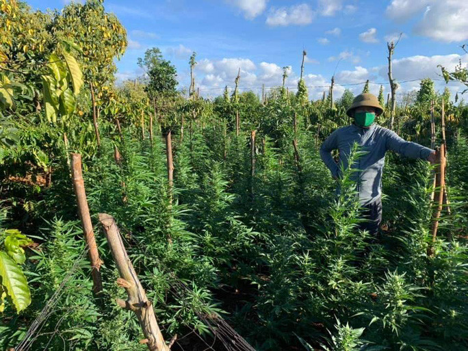  Vườn cần sa được chăm sóc cẩn thận, phát triển xanh tốt