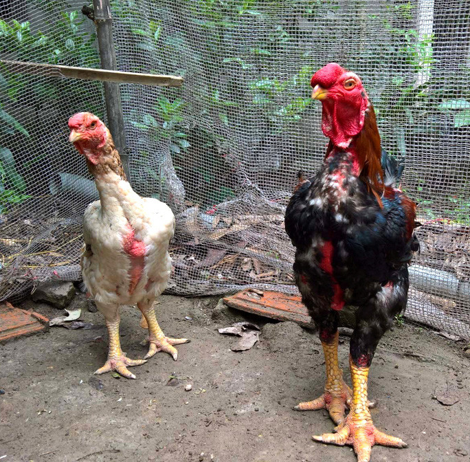 Một cặp gà Hồ trống mái thuộc hàng “quân tử - mỹ nhân”