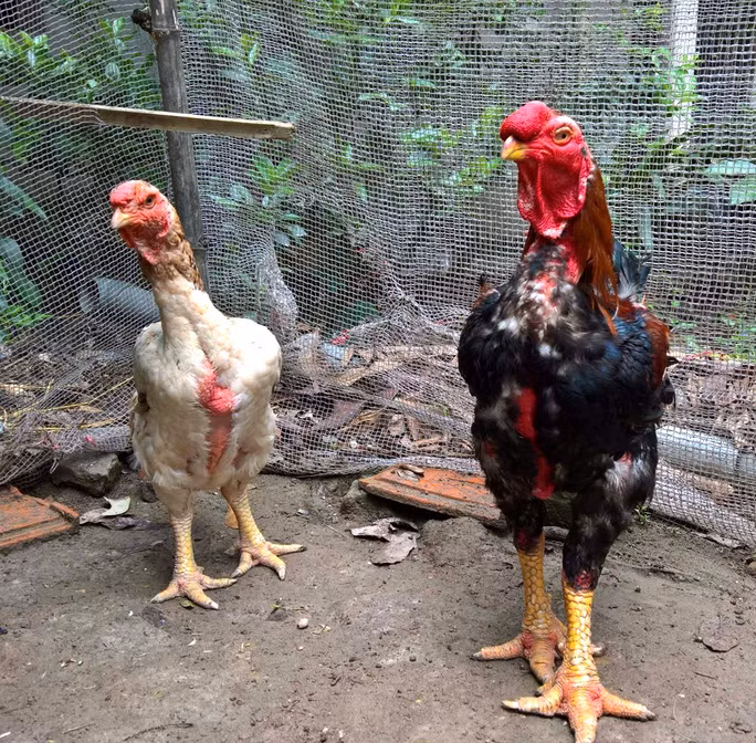 Một cặp gà Hồ trống mái thuộc hàng “quân tử - mỹ nhân”
