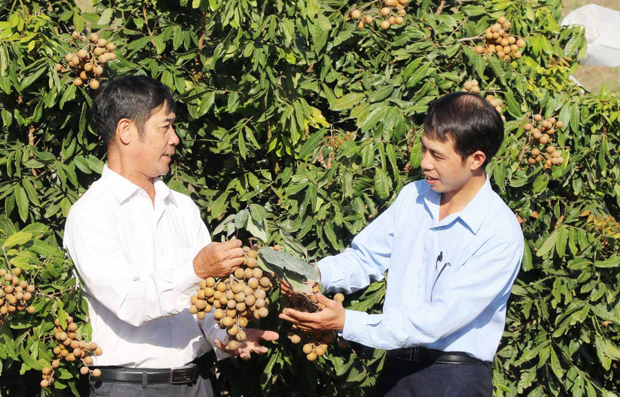 Ông Trịnh Văn Thường (bên trái; thôn 2, xã Kông Yang) áp dụng kỹ thuật cho nhãn ra quả trái vụ mang lại thu nhập cao gấp đôi so với chính vụ. Ảnh: Ngọc Minh Ông Trịnh Văn Thường (bên trái; thôn 2, xã Kông Yang) áp dụng kỹ thuật cho nhãn ra quả trái vụ mang lại thu nhập cao gấp đôi so với chính vụ. Ảnh: Ngọc Minh