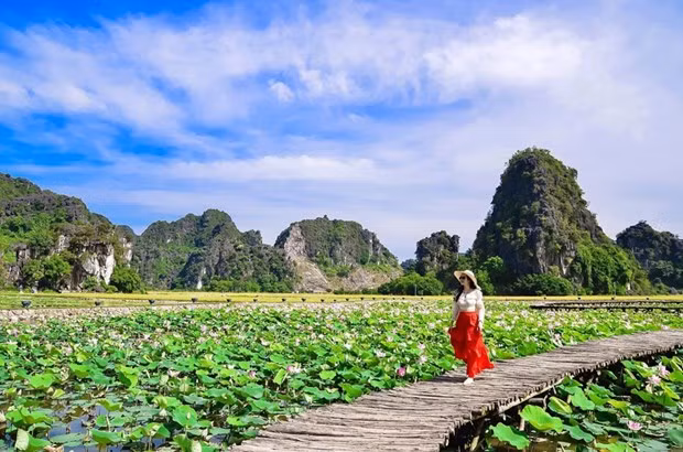 Con đường gỗ nằm giữa hồ sen nở rộ với một bên là cánh đồng lúa một bên là đỉnh Hang Múa, Ninh Bình tạo nên khung cảnh lãng mạn, thơ mộng. (Ảnh: CTV/Vietnam+)