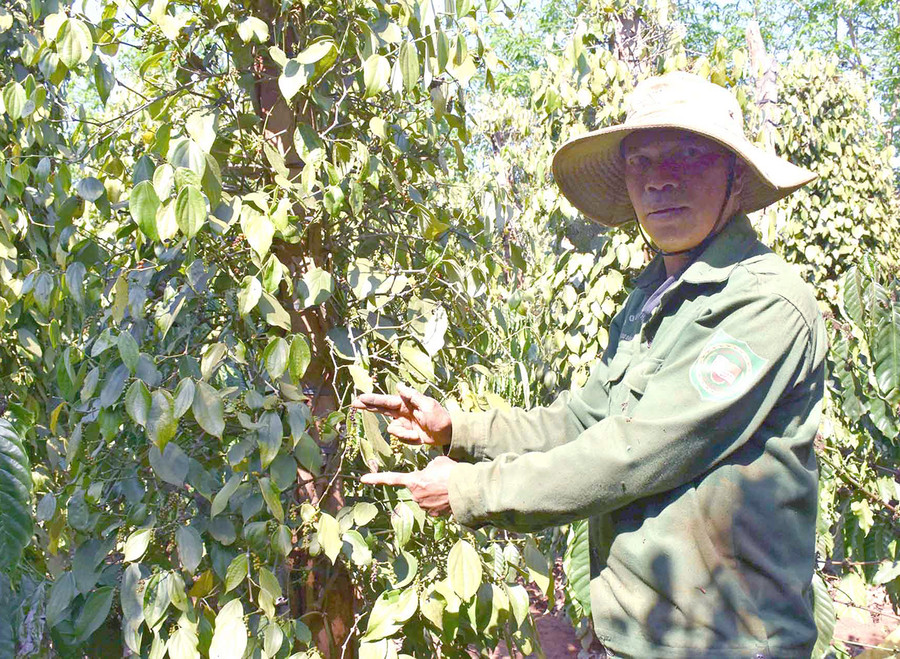 Ông Nguyễn Tuấn (xã Ia Hlốp, huyện Chư Sê) thu hoạch hồ tiêu. Ảnh: Hà Phương