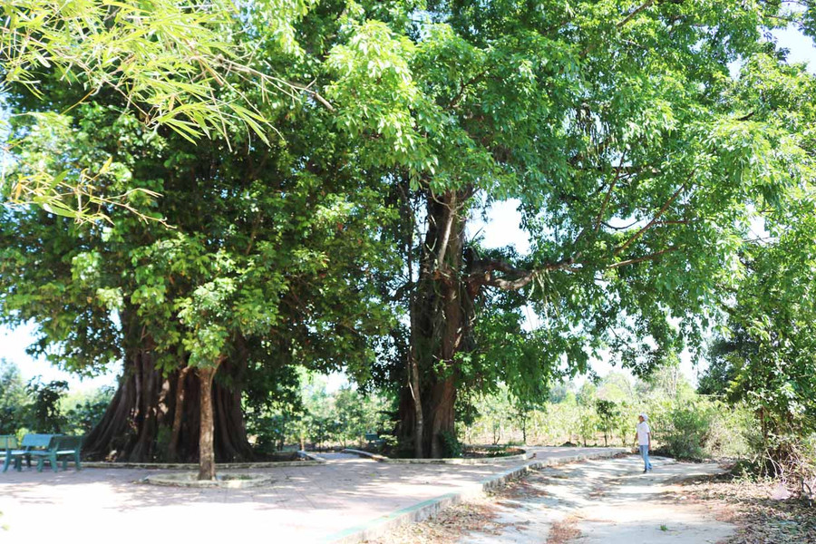 Bóng cổ thụ rười rượi giữa làng Ia Nueng (xã Biển Hồ). Ảnh: Phương Duyên