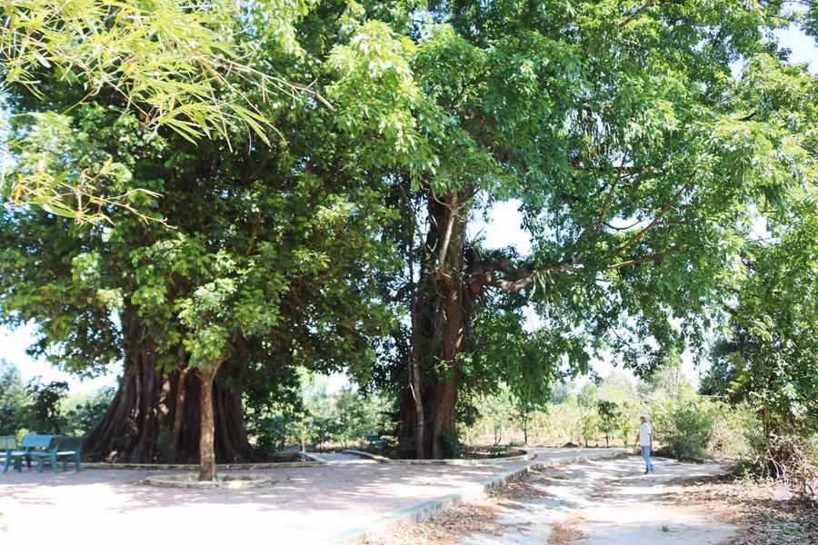Bóng cổ thụ rười rượi giữa làng Ia Nueng (xã Biển Hồ). Ảnh: Phương Duyên