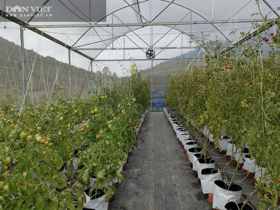 Vườn cà chua được trồng trong khu trang trại của ông giám đốc Châu Văn Quang, xã Mỹ Hòa, huyện Phù Mỹ, tỉnh Bình Định.