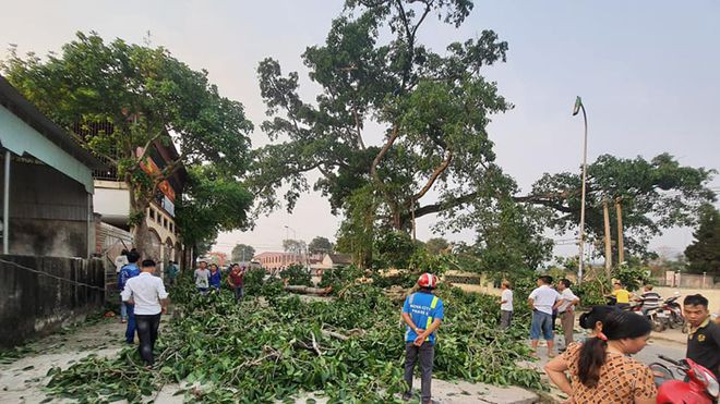 Cây đa làng Trù hơn 300 tuổi gãy nhánh, đè 4 em học sinh bị thương ẢNH CTV Cây đa làng Trù hơn 300 tuổi gãy nhánh, đè 4 em học sinh bị thương ẢNH CTV