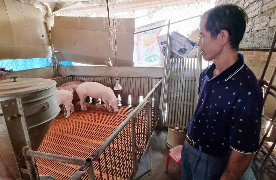 Ông Ngô Quang Hướng (thôn Thanh Trang, xã Ia Peng) bên đàn heo của gia đình. Ảnh: Khánh Phong