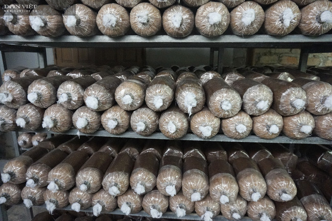 Hiện nay anh Hùng có 5 trại nấm rộng 550m2, trồng nấm bào ngư, nấm linh chi, nấm đông trùng hạ thảo.