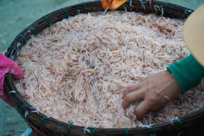  Giá ruốc tươi khoảng 30.000 - 45.000 đồng/kg.