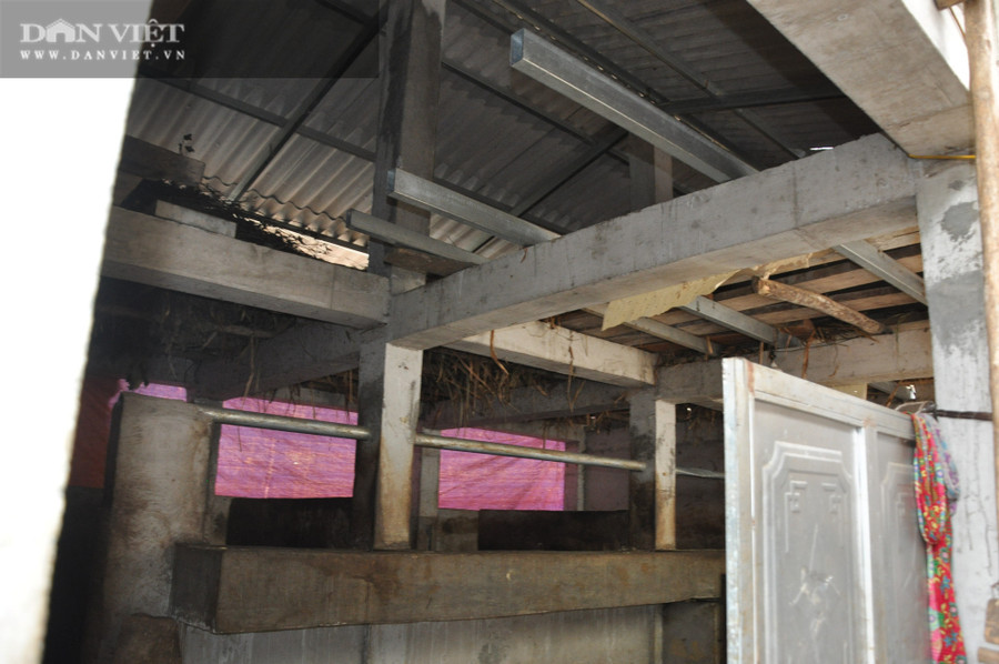 "Biệt thự" nuôi bò vỗ béo của anh Hồng ở Pả Vi.