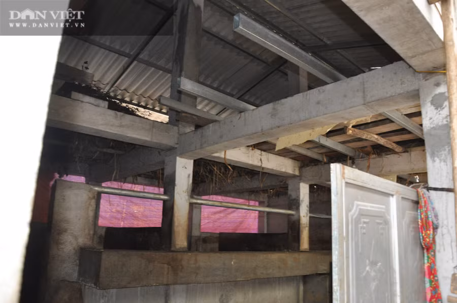 "Biệt thự" nuôi bò vỗ béo của anh Hồng ở Pả Vi.