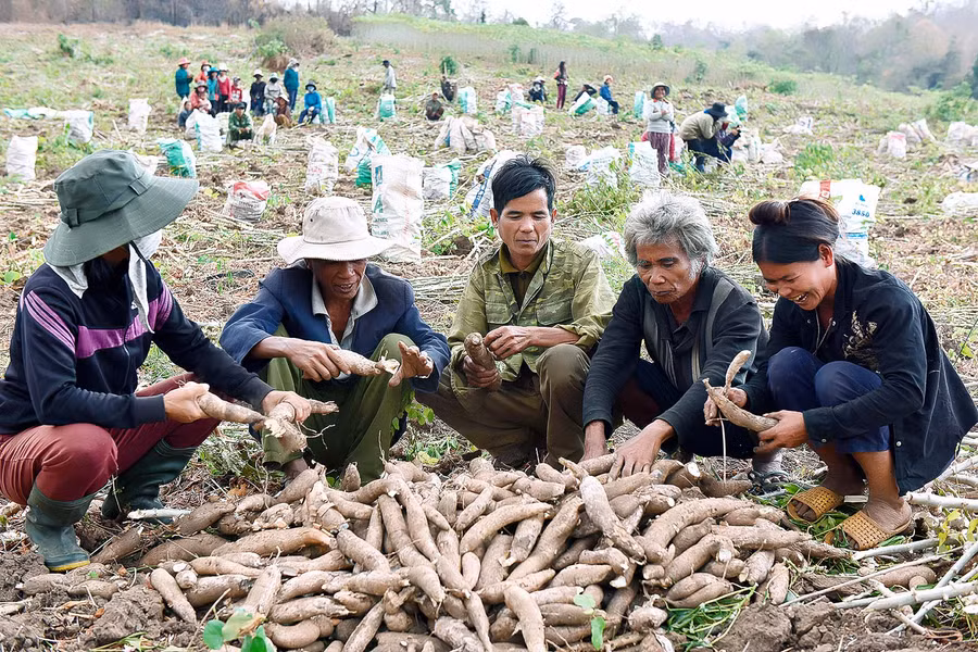 Cây mỳ vẫn là cây trồng chính của người dân làng Châu, với giống mỳ mới cho năng suất cao, trung bình mỗi vụ, mỗi nhà thu hoạch khoảng 30-40 tấn/ha.