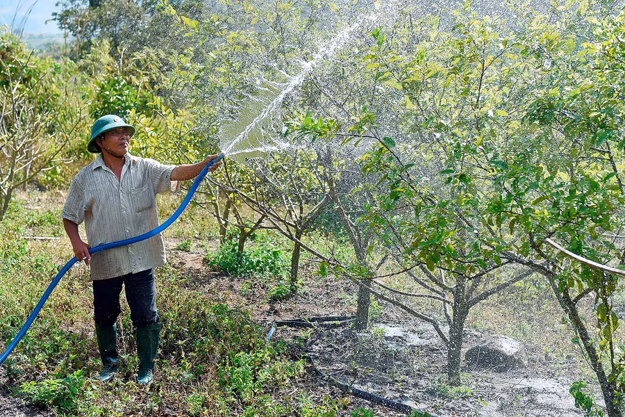 Cũng giảm đất trồng mía chuyển sang trồng cây ăn trái, ông Trần Văn Khánh (thôn 1, xã Hà Tam) cho hay: Trước đây, trên khu đất rộng 6 ha này, gia đình ông chỉ trồng mía. Sau khi cải tạo, lắp đặt hệ thống ống tưới nước tự động, ông Khánh chuyển sang trồng các loại cây ăn trái như: 500 cây na, 400 cây dừa xiêm lùn, 400 cây bưởi da xanh, 250 cây mít Thái, 400 cây bơ, 800 cây chanh đào, 150 cam vinh...