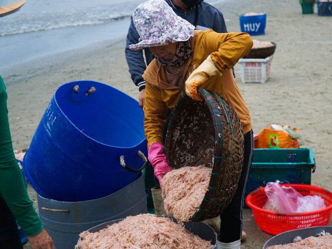 Mỗi tàu đánh bắt trung bình thu về khoảng 400-500 kg ruốc biển/chuyến. Trong thời điểm bội thu, mỗi thuyền có thể thu về đến cả tấn ruốc/chuyến.