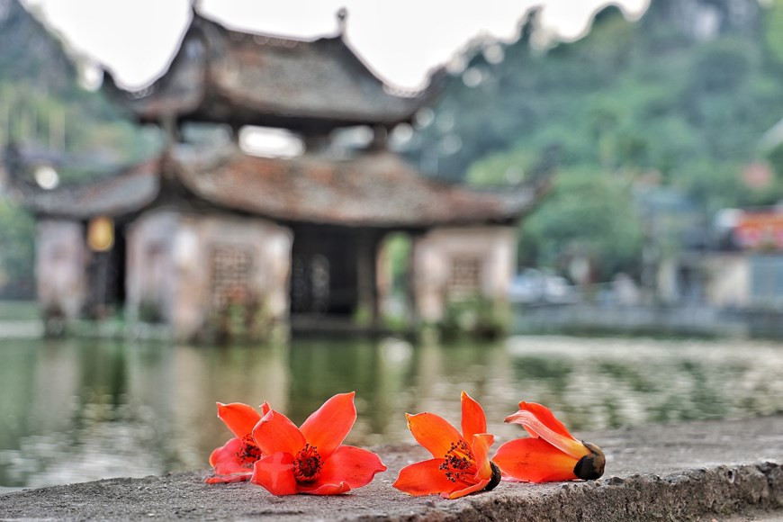 Những bông gạo đỏ rực như lửa tô điểm cho không gian trầm mặc của ngôi chùa cổ kính. (Ảnh: Xuân Mai/Vietnam+) Những bông gạo đỏ rực như lửa tô điểm cho không gian trầm mặc của ngôi chùa cổ kính. (Ảnh: Xuân Mai/Vietnam+)