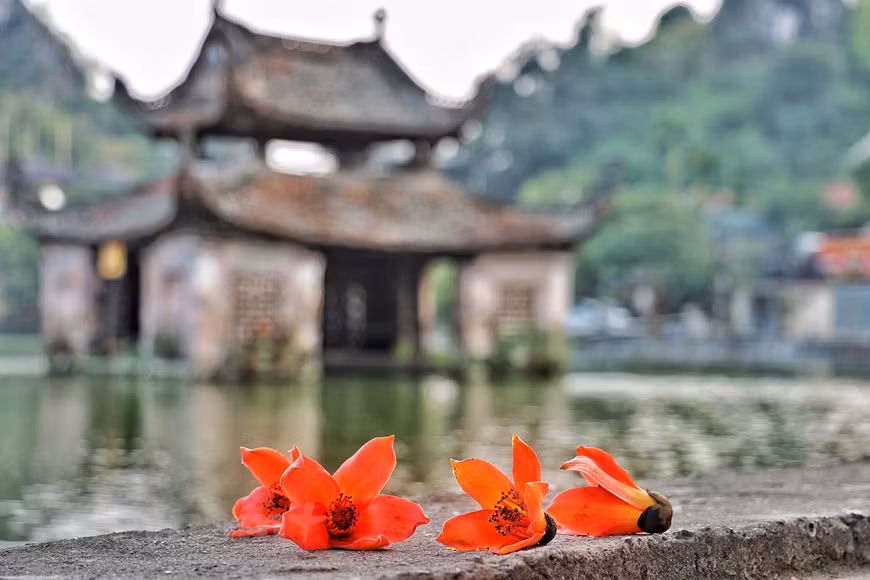 Những bông gạo đỏ rực như lửa tô điểm cho không gian trầm mặc của ngôi chùa cổ kính. (Ảnh: Xuân Mai/Vietnam+)