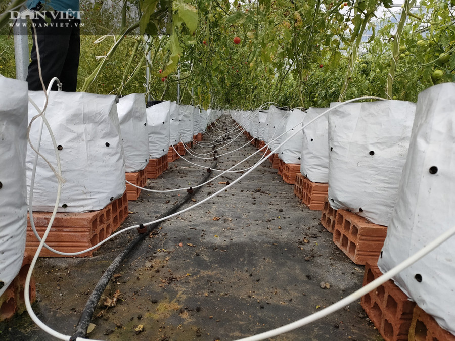 Cung cấp nước và dinh dưỡng cho cây.