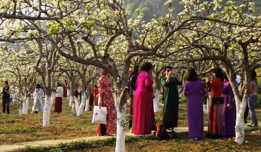 Du khách nữ đổ về ngắm hoa lê trắng Bắc Hà dịp 8-3.